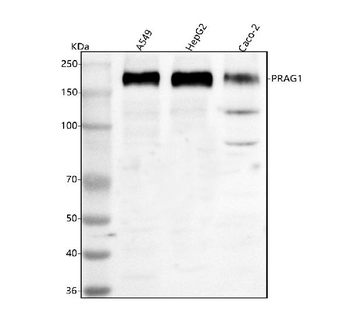 Anti-PRAG1 Antibody