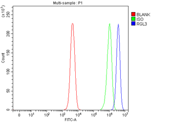 RGL3 Antibody