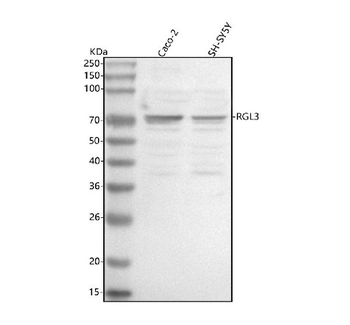 Anti-RGL3 Antibody