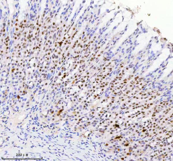 Anti-RBM42 Antibody