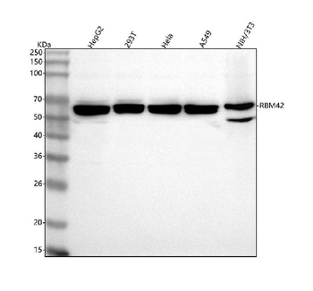 Anti-RBM42 Antibody