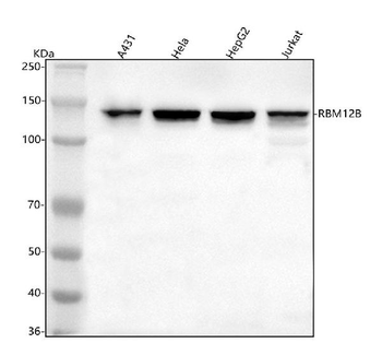 RBM12B Antibody