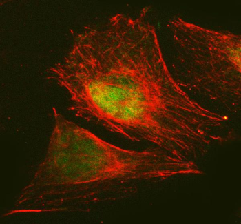 Anti-RANBP3 Antibody