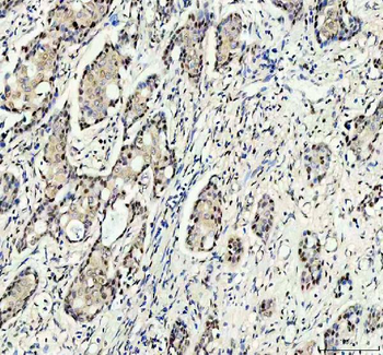 Anti-RANBP3 Antibody