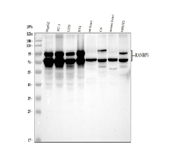 Anti-RANBP3 Antibody