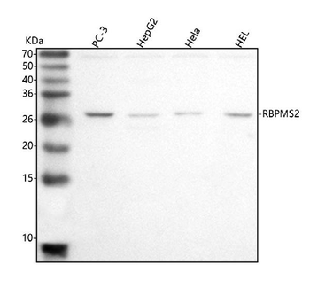 RBPMS2 Antibody