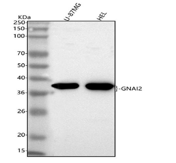 Anti-GNAI2 Antibody