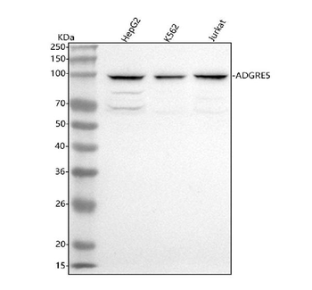 Anti-ADGRE5 Antibody