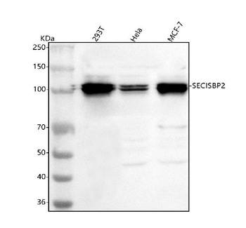 Anti-SECISBP2 Antibody