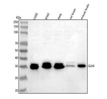 Anti-GJA4 Antibody