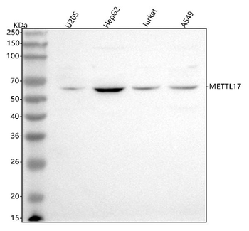 METTL17 Antibody