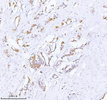 Anti-PCYOX1 Antibody
