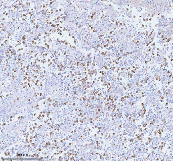Anti-PCYOX1 Antibody