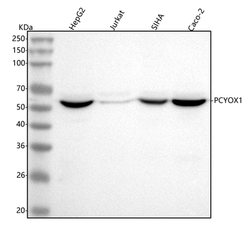 Anti-PCYOX1 Antibody