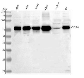 Anti-OTUD5 Antibody