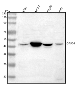 Anti-OTUD3 Antibody