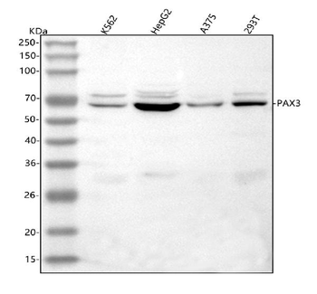 Anti-PAX3 Antibody