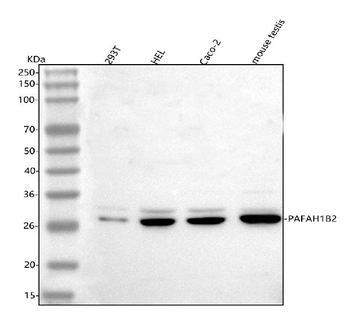 PAFAH1B2 Antibody