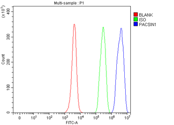 Anti-PACSIN1 Antibody