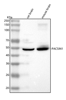 Anti-PACSIN1 Antibody