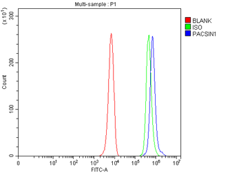 Anti-PACSIN1 Antibody