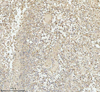 Anti-PACSIN1 Antibody