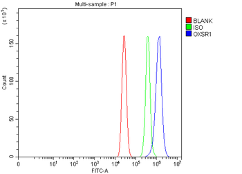 OXSR1 Antibody