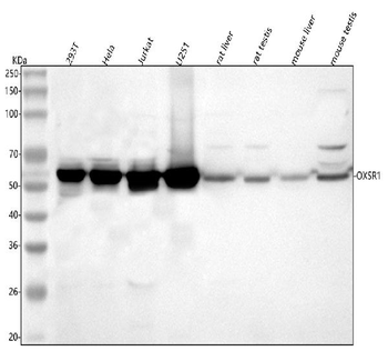 Anti-OXSR1 Antibody