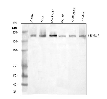 RAD54L2 Antibody