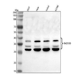 Anti-RAD51D Antibody