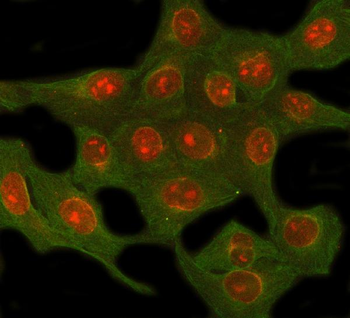 Anti-NUP62 Antibody