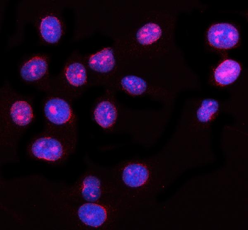 Anti-NUP62 Antibody