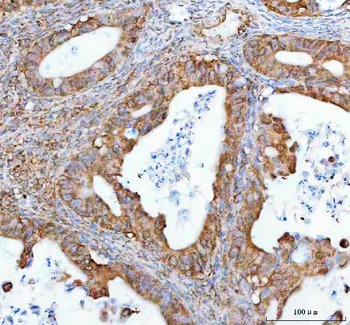 Anti-NUP62 Antibody