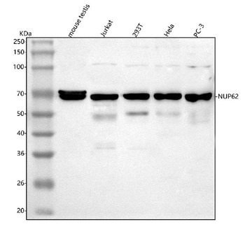 Anti-NUP62 Antibody