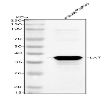 Anti-Lat Antibody