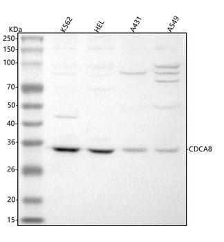 Anti-CDCA8 Antibody