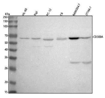 Anti-CD300A Antibody