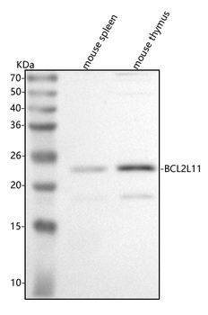 Anti-Bim/Bcl2l11 Antibody