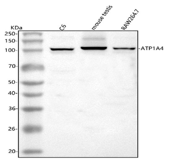 Anti-ATP1A4 Antibody