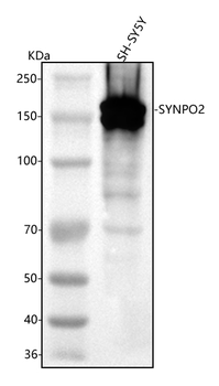 Anti-SYNPO2 Antibody