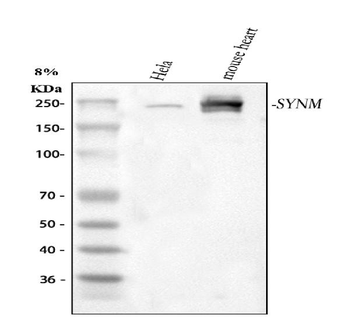 Anti-SYNM Antibody