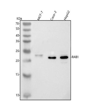 Anti-RAB1A Antibody