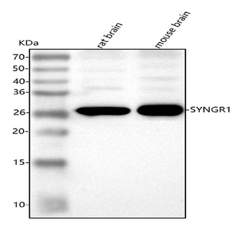 Anti-Synaptogyrin 1 Antibody