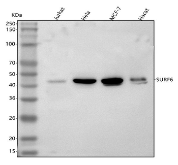 Anti-SURF6 Antibody