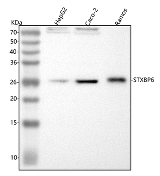 Anti-STXBP6 Antibody