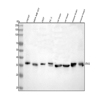 Anti-Syntaxin 12/STX12 Antibody