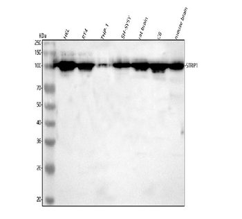 Anti-STRIP1 Antibody