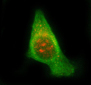 Anti-STAM2 Antibody