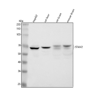 Anti-STAM2 Antibody
