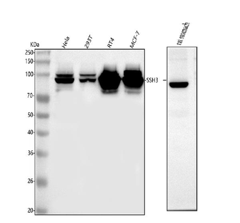 SSH3 Antibody